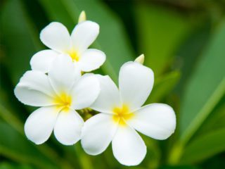 プルメリアの湯