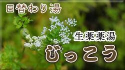 生薬薬湯じっこう